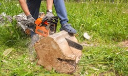 Tree Mulching Services Sydney: A Guide for Hiring with Confidence