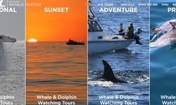 Navigating the Wonders of the Pacific: Exploring Boat Rides Whale Watching California!