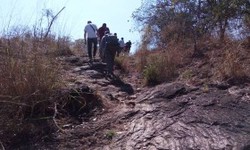 Embark on Thrilling Hiking Safaris Across Uganda