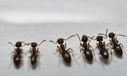 Eradicating Ants: Premier Ants Exterminator In Stamford