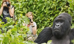 A Journey Through Gorilla Trekking Safaris In Rwanda