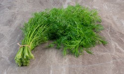 How to Grow Dill?