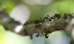 Battle the Ant Invasion Ants Exterminator in Wilton