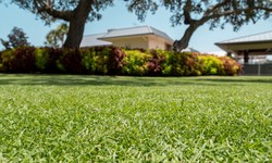 Benefits of selecting Citrazoy Zoysia for Your Lawn