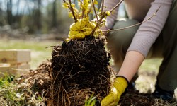 A Guide to Tree Root Removal