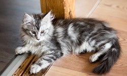 The Silver Lining: Finding Your Perfect Silver Maine Coon