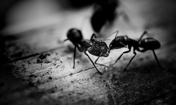 Ants Control in Hamilton Ontario: How Infestation Starts and How to Control it