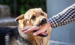 Mitigating Risks | Dog Bite Prevention for Lone Workers