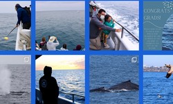 Experience the Majesty of the Sea: Whale Watching Boat Tours!