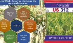Revolutionizing Agriculture: The Vital Role of Hybrid Rice Seed Companies in India