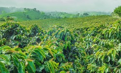 Coffee Varieties: A World Tour of Flavors