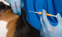 Everything you need to know about microchip registration