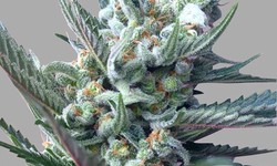 Know Everything About the Moonshine Ghost Train Haze