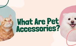 What Are Pet Accessories?