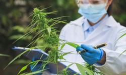 Revolutionizing Medical Cannabis Production: A Breakthrough in Analytical Technology