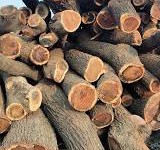 Exploring Kikar Wood Price in Pakistan: Everything You Need to Know