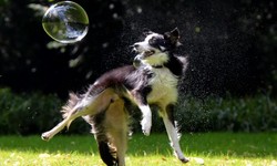 Unlocking Canine Communication: Bubble Theory Dog Training