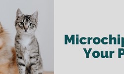 Explore additional services for registering animal microchips