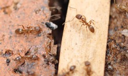 Safeguarding Darien Professional Bee Exterminator in Darien