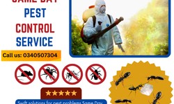 Defend Your Property: Pest Control Solutions for Torquay Residents