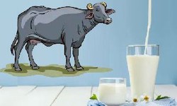 Unlocking the Natural Goodness: Doodhvale's Cow Milk Delivers Health Benefits