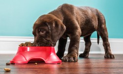 Unlocking the Essentials: A Comprehensive Guide to Pet Supplies