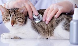 Tailored Protection: Finding the Best Pet Insurance for Cats