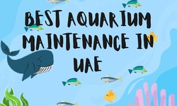 How to Maintain the Best Aquarium in Your UAE Home