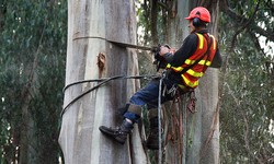 The Role of Arborists