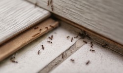 Clearing Ants from Your Home in Clarksdale