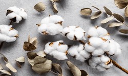 What Are the Market Predictions for Cotton Prices in AP and India for 2024?