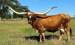 Why Texas Longhorn Cattle are a Top Choice for Texas Ranchers