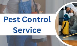 10 Common Signs of Pest Infestations and How to Address Them