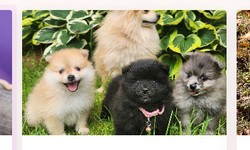 Explore the Best Puppies for Sale in Montreal, Canada: Your Complete Guide.
