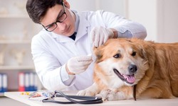 The Ultimate Guide to Choosing Pet Insurance: What You Need to Know