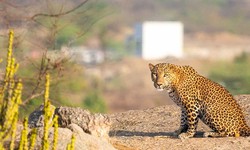 Interesting Things About Bera Jawai Wildlife Sanctuary