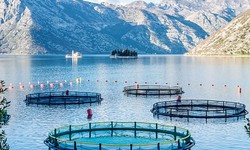 Nurturing Food Security through Sustainable Aquaculture