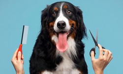 Why Mobile Dog Grooming in Las Vegas?