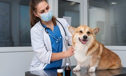 The Growing Importance of Pet Clinics: A Comprehensive Overview
