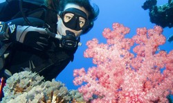 The Vital Role of Seahorses in Marine Conservation projects