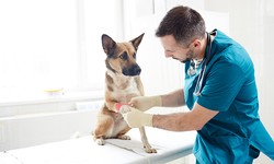 Caring For Your Furry Friends: A Guide To Veterinary Hospital Services