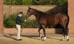 What to Look for in Successful Thoroughbred Sales