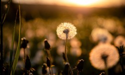 Finding Your Voice: How Narrative Therapy Counselling in Burnaby Can Help You?