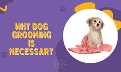 Why Dog Grooming is Necessary