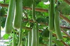 Why VNR Bottle Gourd Seeds Are a Gardener's Best Friend
