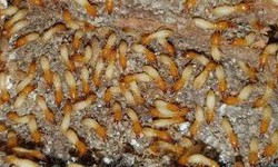 Innovative Solutions Pioneering the Future of Termite Control