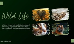 Enhance Your Designs with Professional Image Providers a Guide for Graphic Designers