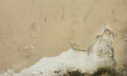 Understanding the Importance of Mold Testing and Inspection in Los Angeles