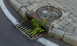 Understanding the Causes of Blocked Drains in Earlwood