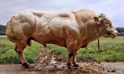 The Top 10 Biggest Bulls in the World